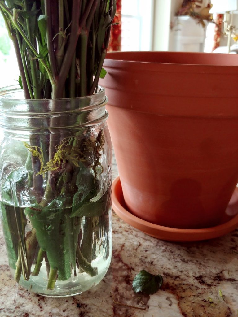 A vase filled with greenery and pots