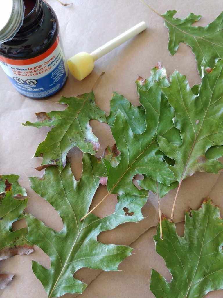 A close up of oak leaves