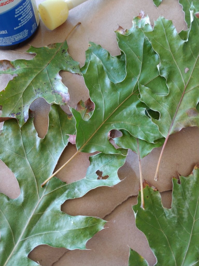 A close up of a green leaves