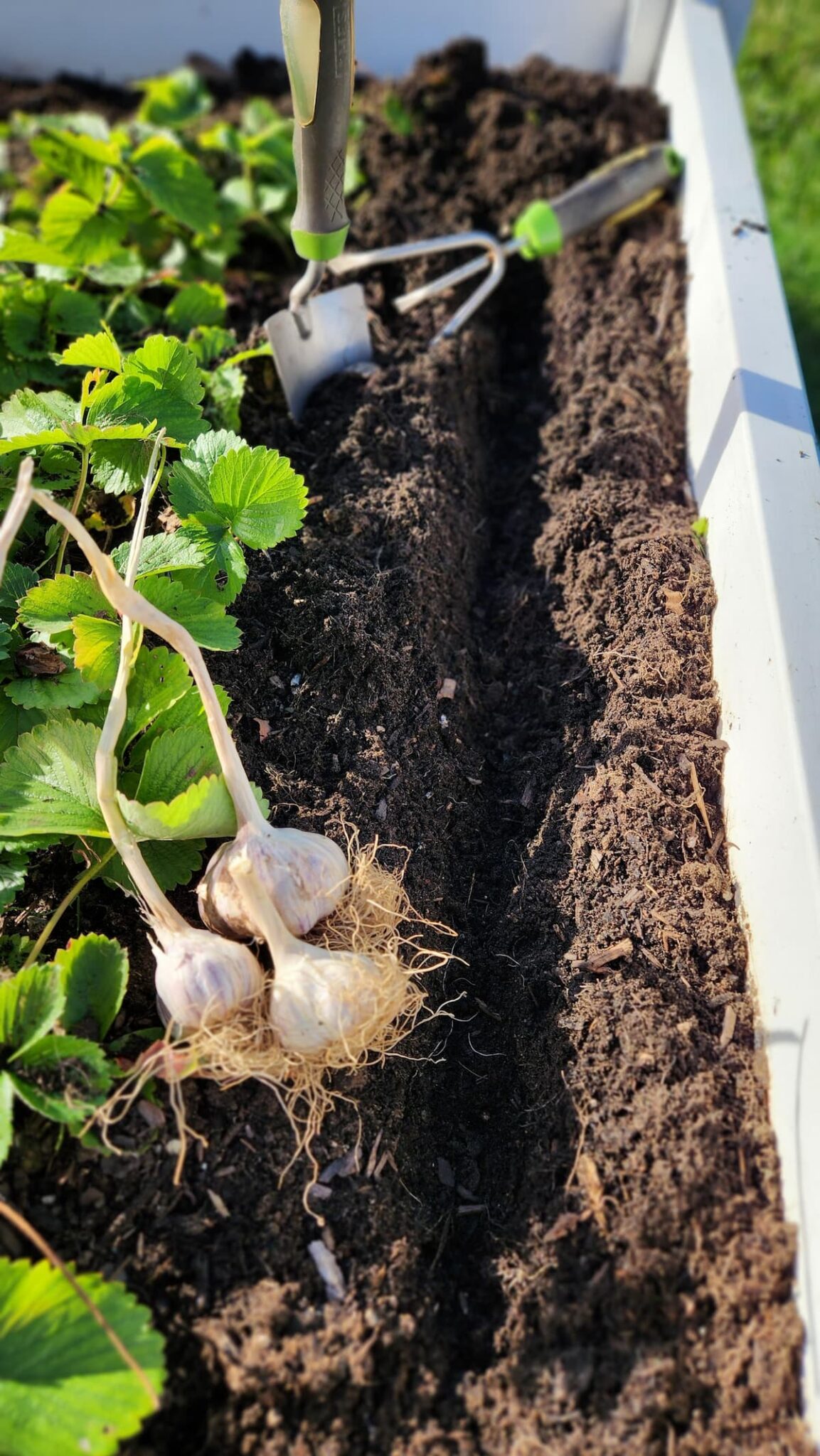 garlic-infused-olive-oil-for-the-love-of-cooking