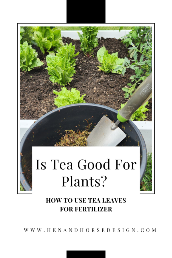 is-tea-good-for-plants-how-to-use-tea-leaves-for-fertilizer-hen-and