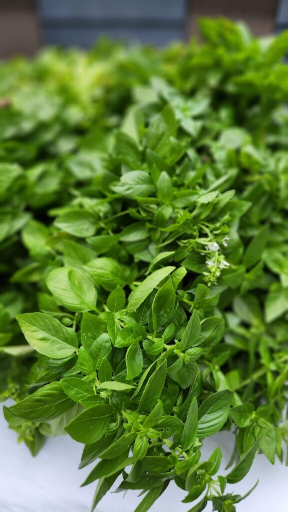 large bunches of fresh basil in garden