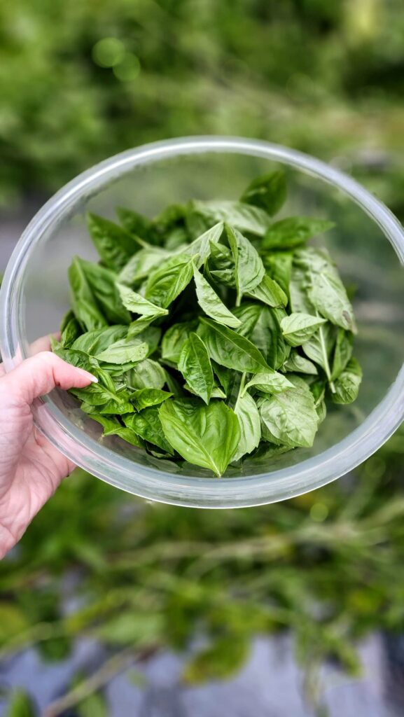 freshly picked basil leaves in glass bowl