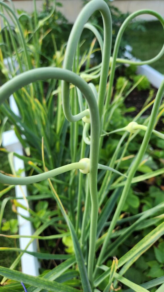 garlic scapes growing