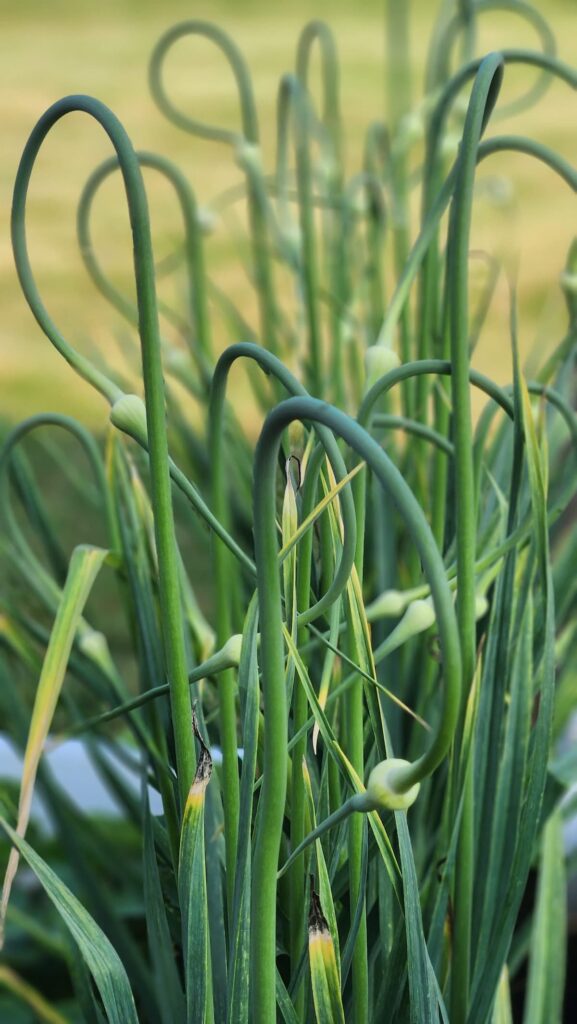 garlic scapes growing in garden