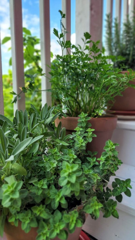 herbs in terra cotta pots