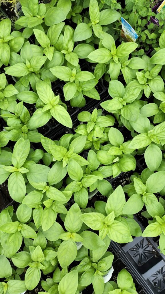 overhead of basil growing 