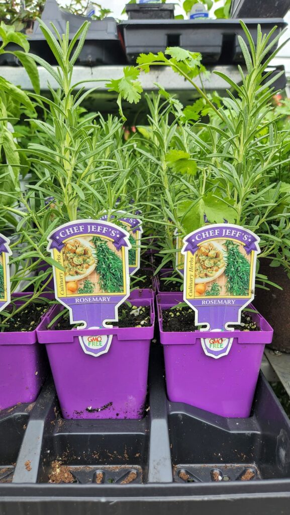 rosemary plants in small containers at the garden shop