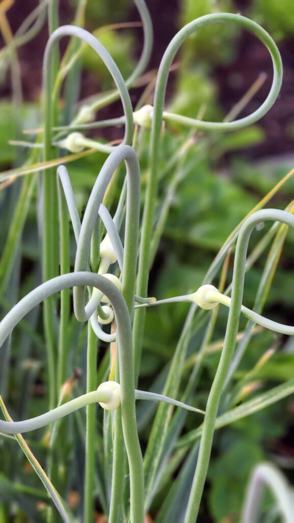 garlic scapes growing in garden