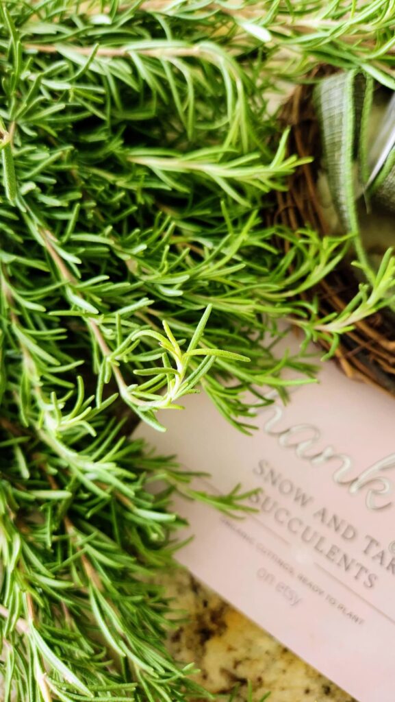 rosemary bunches on table 