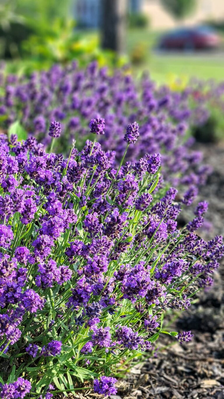 lavender bush in yaard